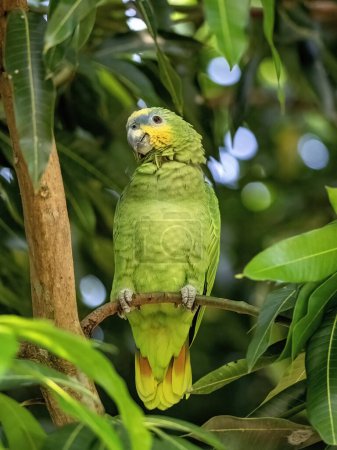 Orange-winged Amazon, Amazona amazonica, sits on a dry branch in nature. Magdalena. Colombia
