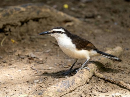 It sits on the ground and looks for food. Great Kiskadee, Pitangus sulphuratus, Colombia