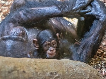 Westlicher Schimpanse, auf dem Boden liegend und mit einem kleinen Jungen spielend.
