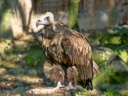 Cinereous vulture, Aegypius monachus, stands on a trunk and looks around