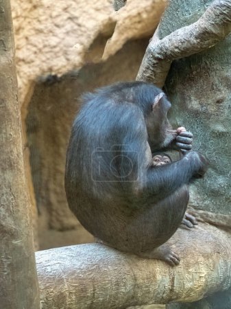 Ein westliches Schimpansenweibchen, Pan troglodytes verus, mit einem kleinen Jungen im Arm