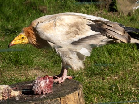 An Egyptian vulture, Neophron percnopterus, stands on a trunk and eats a carrion