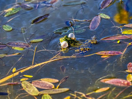 Essbarer Frosch, Pelophylax esculentus, Männchen suchen Weibchen während der Balz