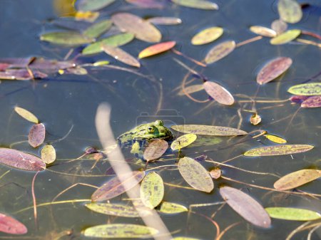 Edible frog, Pelophylax esculentus, males seek out females during courtship