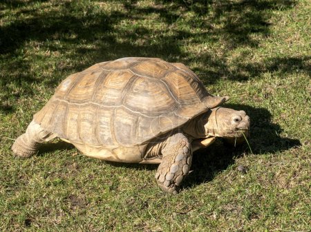Photo for African spurred tortoise, Centrochelys sulcata, grazing on green gras - Royalty Free Image