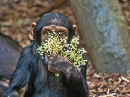 Subadulter männlicher Westlicher Schimpanse, der auf dem Boden sitzt und sein Gesicht mit einer weißen Blume bedeckt