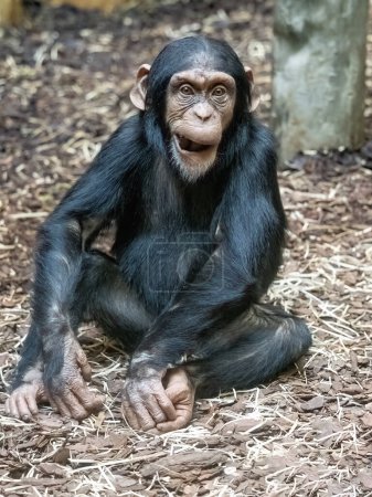 Untererwachsener männlicher Westlicher Schimpanse, auf dem Boden sitzend und grimmig