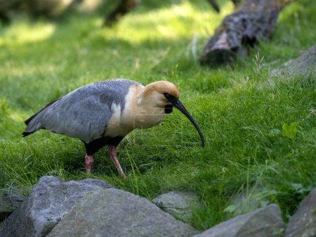 Schwarzgesicht-Ibis, Threskiornis melanopus, auf Nahrungssuche im Gras