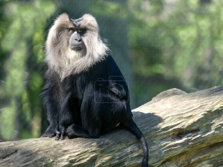León cola Macaco, Macaca silenus, se sienta en un tronco y observa los alrededores