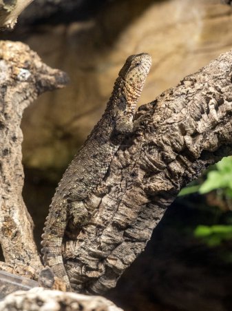 Vietnamese Crocodile Lizard, Shinisaurus crocodilurus vietnamensis, lies on a branch and observes the surroundings
