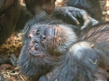 Retrato de un chimpancé occidental adulto reclinado en reposo.