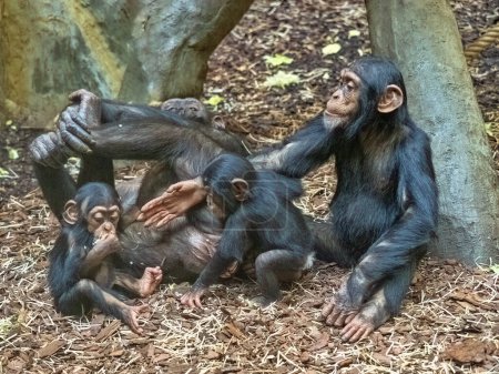 Junge westliche Schimpansen, Pan troglodytes verus, tummeln sich fröhlich um ein liegendes Weibchen