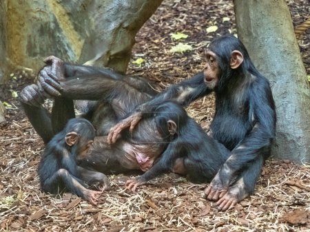 Junge westliche Schimpansen, Pan troglodytes verus, tummeln sich fröhlich um ein liegendes Weibchen