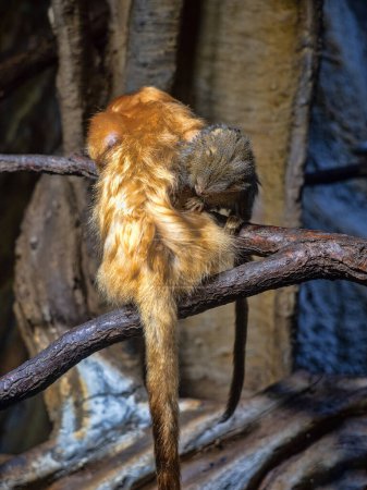 Goldener Löwe Tamarin, Leontopithecus rosa. Grooming) ist eine der auffälligsten Manifestationen des Verhaltens von Primaten. Neben der hygienischen Funktion hat es auch eine wichtige soziale Funktion, das gegenseitige Grooming, das hilft, Beziehungen in der Familie zu stärken.