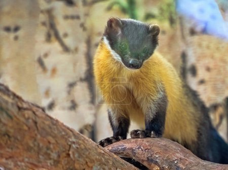 Yellow-throated marten, Martes flavigula, sits on a trunk and observes the surroundings