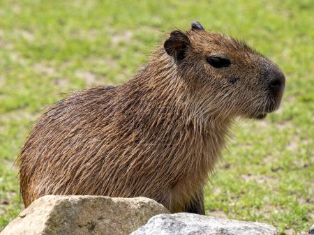 Portrait d'une Capybara femelle, Hydrochoerus hydrochaeri