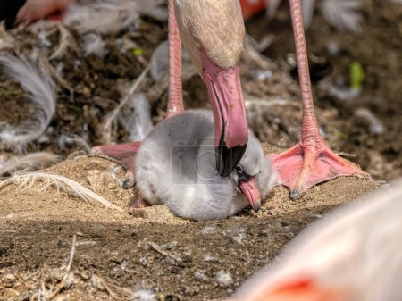 Un nouveau-né Rosa Flamingo, Phoenicopterus roseus, est plein de soins de sa mère