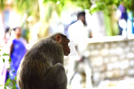 Foto de Un mono en el árbol - Imagen libre de derechos