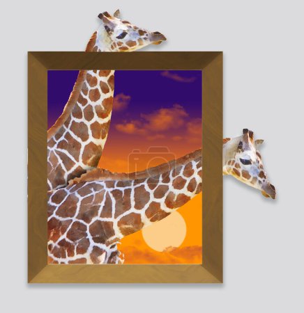 Photo for Long necked giraffes extend their heads out of a picture frame as art comes to life in this 3-d illustration. - Royalty Free Image