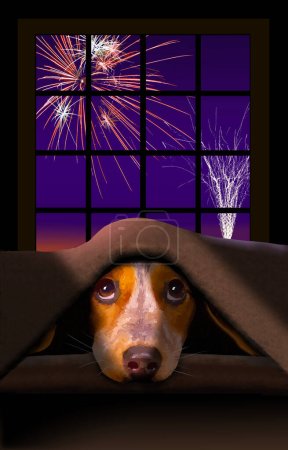 A cute little Beagle dog cowers under a blanket as fireworks explode outside the window behind him.