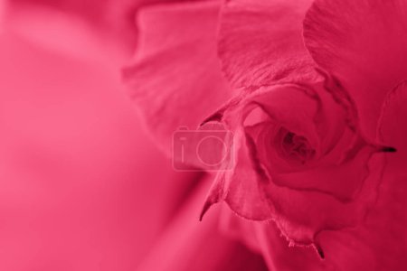 Photo for Abstract background with red rose bud . Viva Magenta flower close-up. Natural background for color of the year 2023 - Royalty Free Image