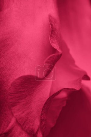 Photo for Red abstract background. Viva Magenta color, flower petals close-up. Natural texture for color of the year 2023 - Royalty Free Image