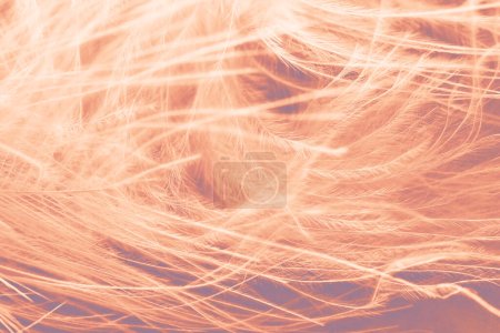 Téléchargez les photos : Peach plumes de couleur fuzz, fond abstrait doux. Couleur pastel de l'année 2024. - en image libre de droit