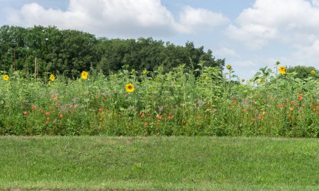 Téléchargez les photos : Prairie fleurie avec tournesols, coquelicots et fleurs d'été - en image libre de droit