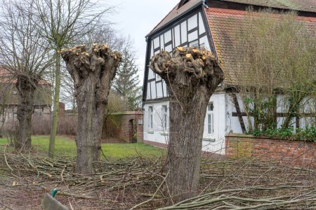 Foto de Trabajos de poda de árboles en tilos frente a una casa de entramado de madera en Altmark - Imagen libre de derechos