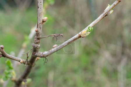 Photo for Close-up of black currant buds in spring - Royalty Free Image