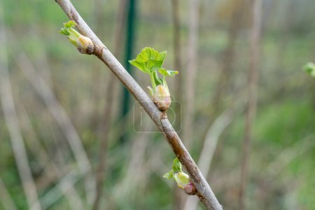 Photo for Close-up of black currant buds in spring - Royalty Free Image