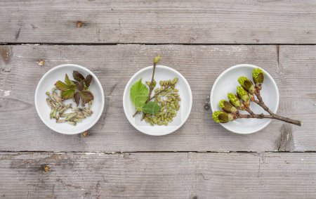 Brotes y hojas de avellana, zarzamora y arce en tazones blancos
