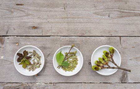 Knospen und Blätter von Haselnussstrauch, Brombeerstrauch und Ahornbaum in weißen Schalen
