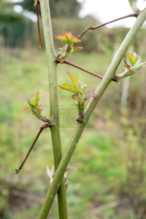 Branches of a blackberry plant with buds in spring