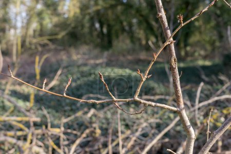 Branches of a blackberry plant with buds in the forest in spring