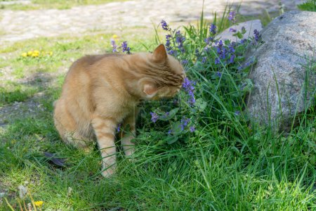 Red tomcat eats flowering catnip