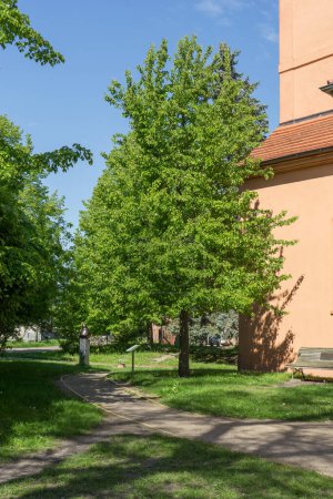 Birnbaum vor der Kirche in Ribbeck, Nauen im Frühling