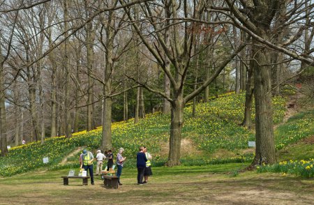 Photo for Cleveland, OH, USA - April 14, 2023: Volunteers hand out guidebooks and other information to visitors at Daffodil Hill in Cleveland's Lake View Cemetery, a popular spot in early spring. - Royalty Free Image