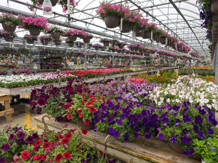 Photo for Oakwood, OH, USA - May 25, 2023: Petunias of all varieties fill an entire corner of large Ohio greenhouse with vibrant color. - Royalty Free Image