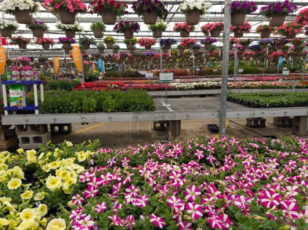 Téléchargez les photos : Oakwood, OH, États-Unis - 25 mai 2023 : Des pétunias, des paniers suspendus et des rangées de plantes annuelles sont vus dans une grande serre de l'Ohio, en mettant l'accent sur les fleurs les plus proches. - en image libre de droit