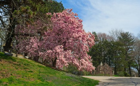 Un magnolia impressionnant en pleine floraison se dresse au-dessus d'une route dans un cimetière de Cleveland Ohio