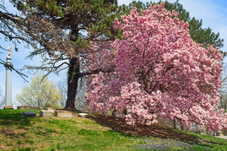 Un grand magnolia en pleine floraison dans un cimetière de Cleveland Ohio