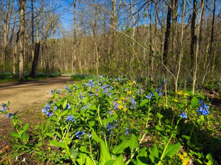 Ein Flecken Virginia-Blauglocken und wilde gelbe Gänseblümchen, die entlang eines Reitweges in einem Naturpark im Gebiet von Cleveland blühen