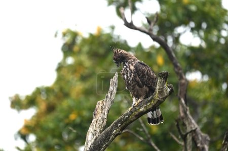 Majestic Crested Hawk Eagle in Bandipur National park, Kabini, Karnatak, India