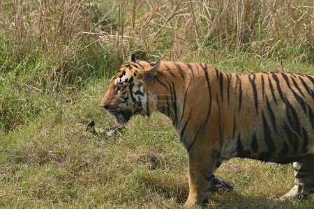 Ein großer muskulöser männlicher Tiger auf dem Weg durch das Grasland des Tadoba andhari Tiger Reservats