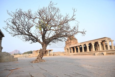 Berühmter alter einzelner Baum am frühen Morgen im Vitthal Tempel, Hampi, Karnataka, Indien