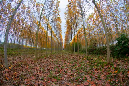 Foto de Los álamos simétricos tienen otoño - Imagen libre de derechos