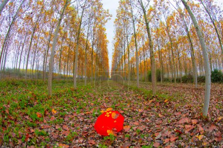 Foto de Los álamos simétricos tienen otoño - Imagen libre de derechos
