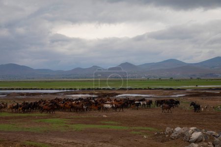 Téléchargez les photos : Chevaux courir et botter la poussière. Yilki chevaux en Kayseri Turquie sont des chevaux sauvages sans propriétaires - en image libre de droit