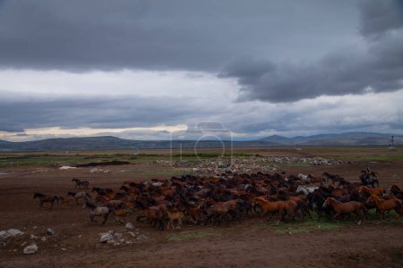 Téléchargez les photos : Chevaux courir et botter la poussière. Yilki chevaux en Kayseri Turquie sont des chevaux sauvages sans propriétaires - en image libre de droit